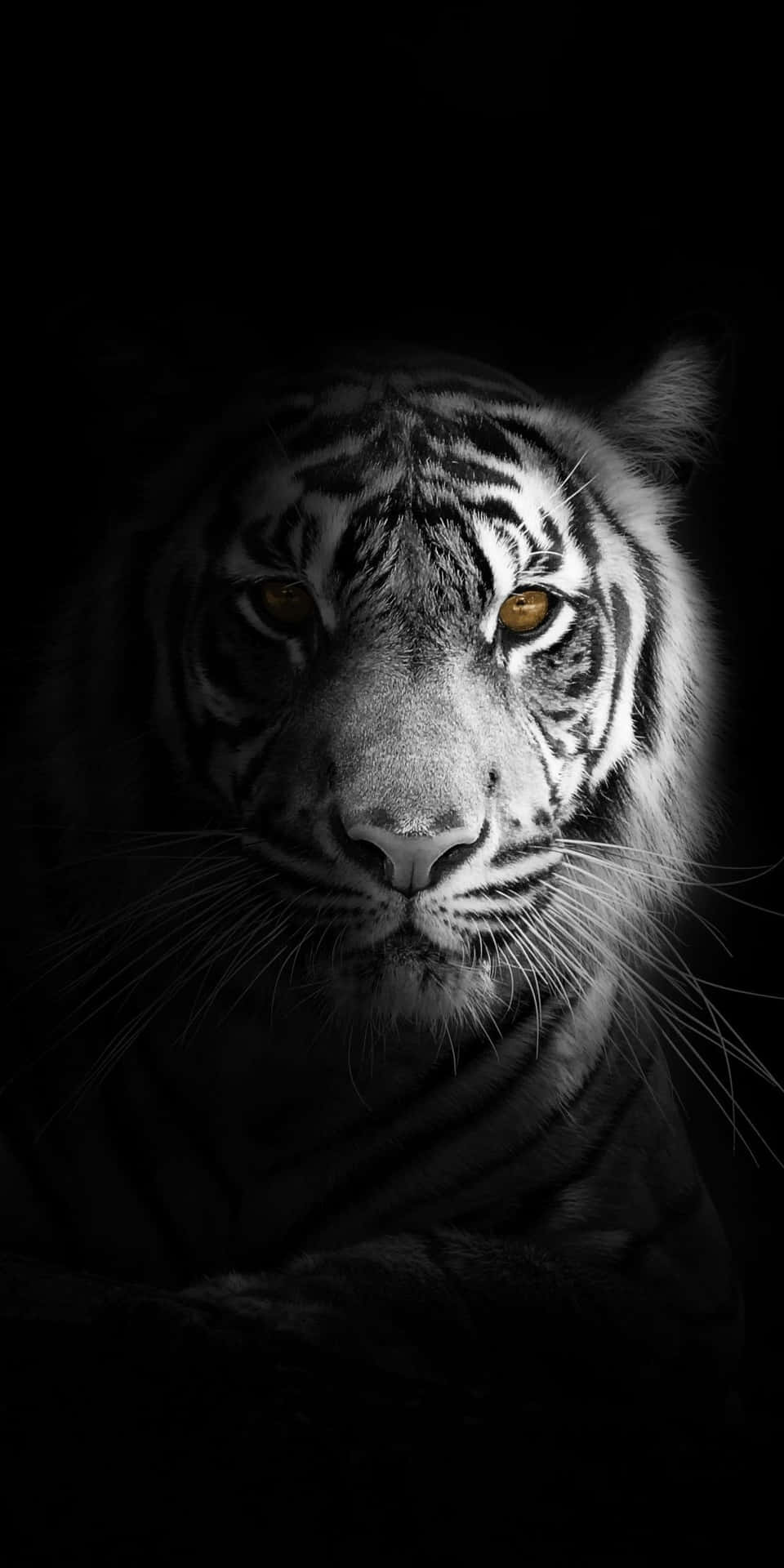 Portrait Photography Tiger Black And White Wallpaper