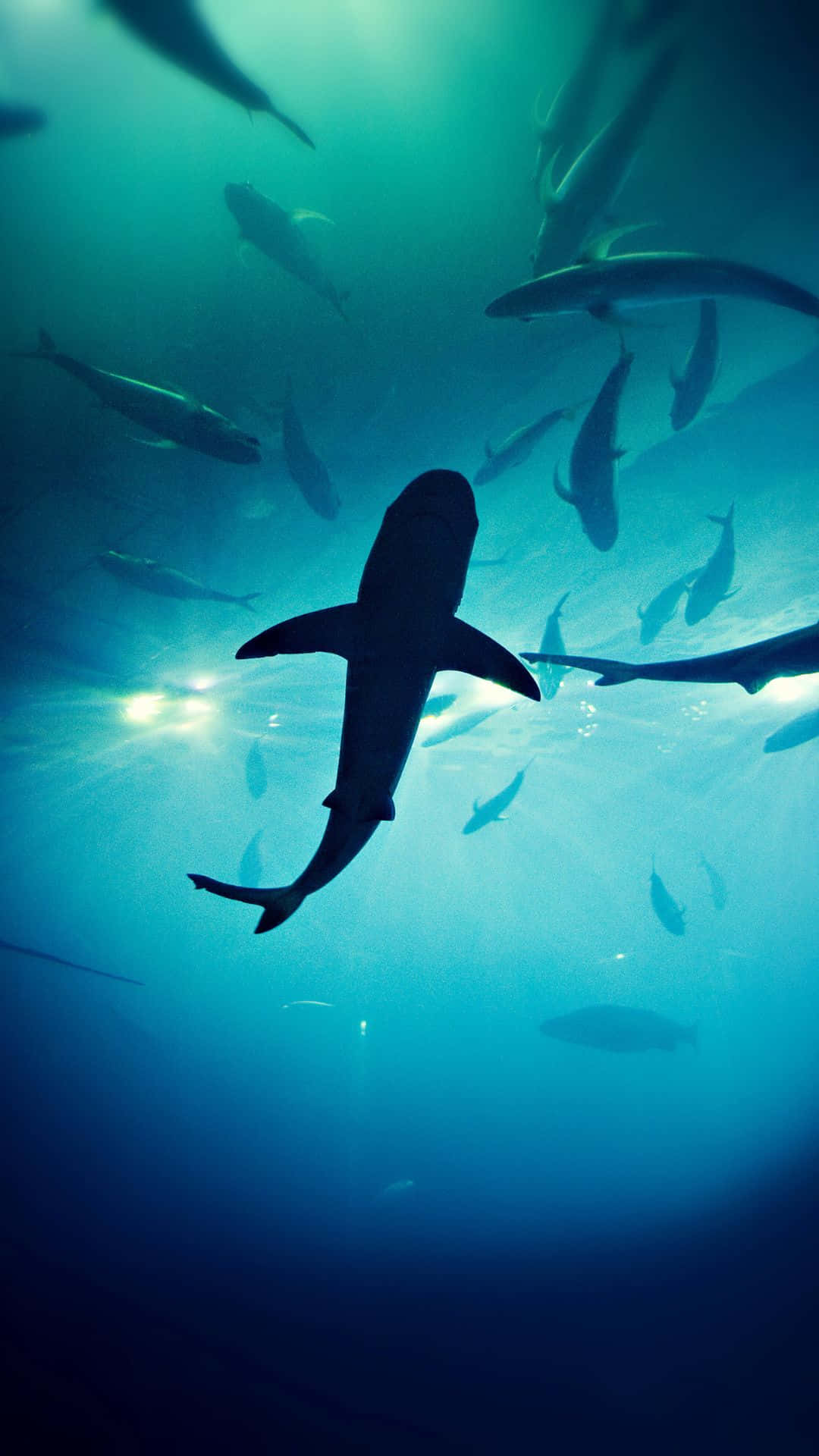 Black Shark 5 series lộ ảnh teaser chính thức, sẽ ra mắt vào tháng 2 tới