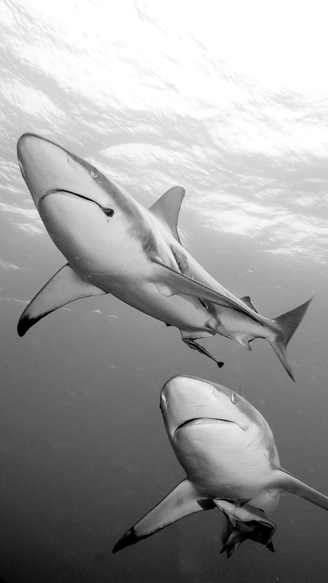 Retratosfantásticos De Dois Tubarões Pretos Brilhantes. Papel de Parede