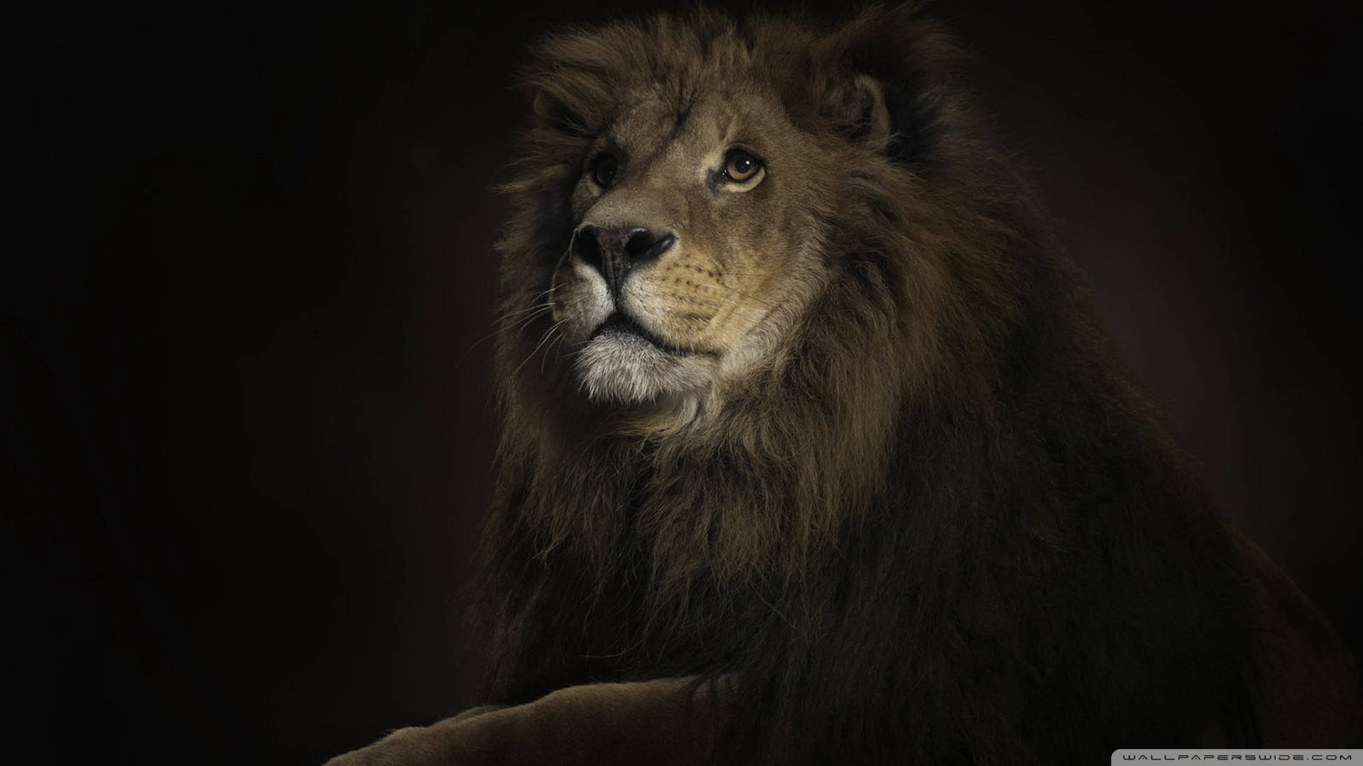 Retratode El Rey León. Fondo de pantalla