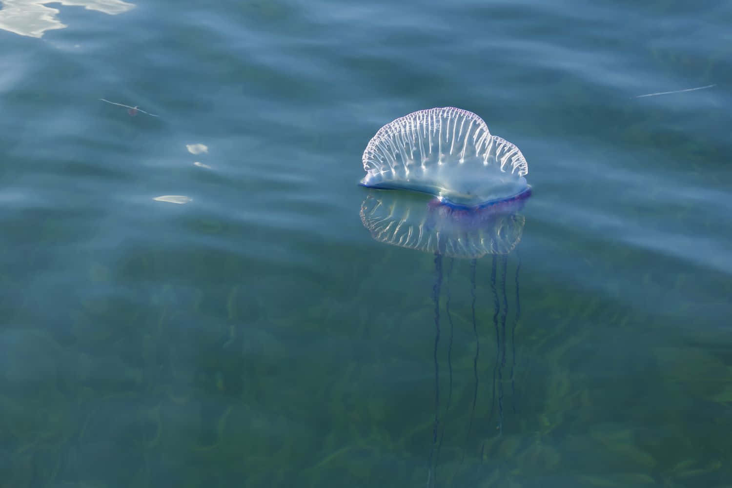 Portuguese Man O War Mengapung Wallpaper