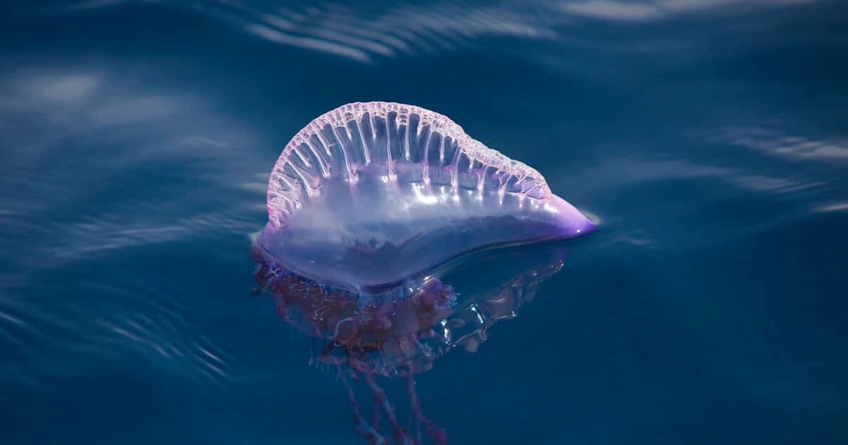 Portugese Man O' War Drijvend Achtergrond