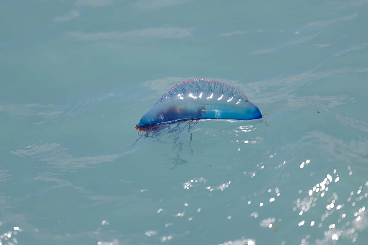 Portugese Man O' War Drijvend Achtergrond