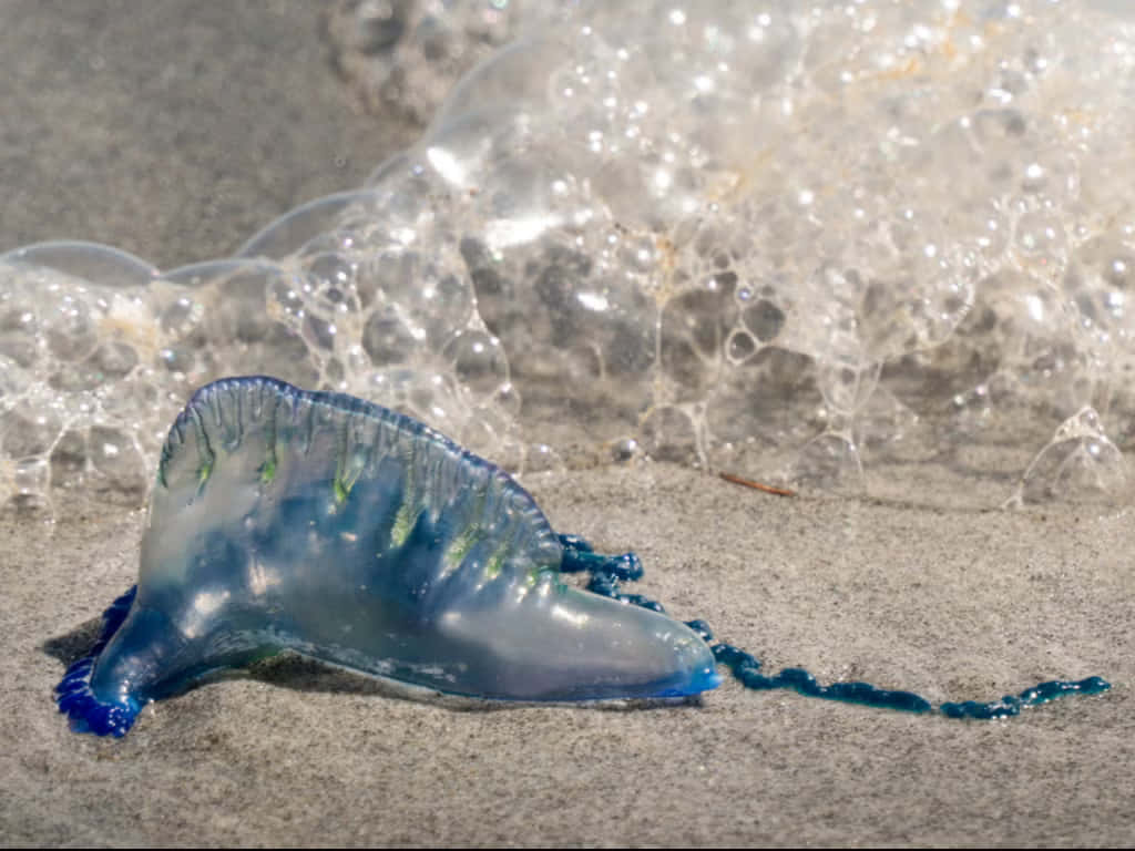 Portugese Man O' War Aan Land Achtergrond