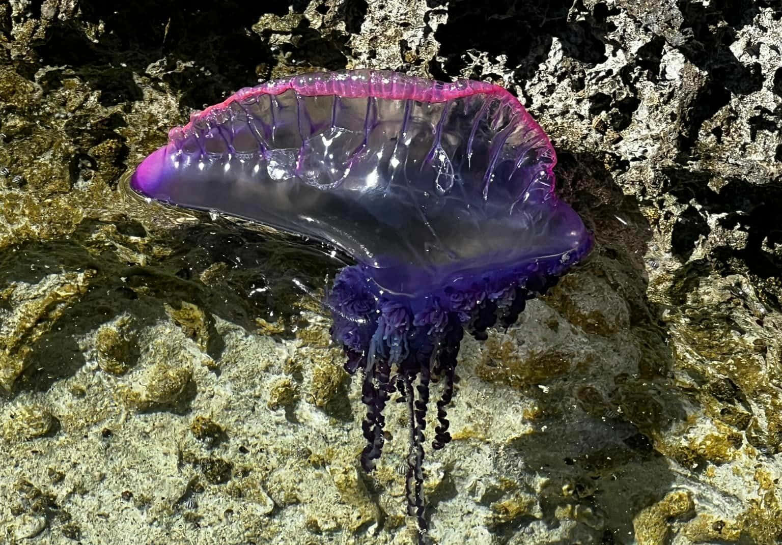 Portugese Man O' War Aan Land Achtergrond