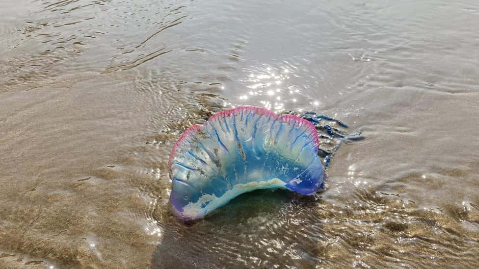 Portugisisk Manet På Stranden Bakgrunnsbildet