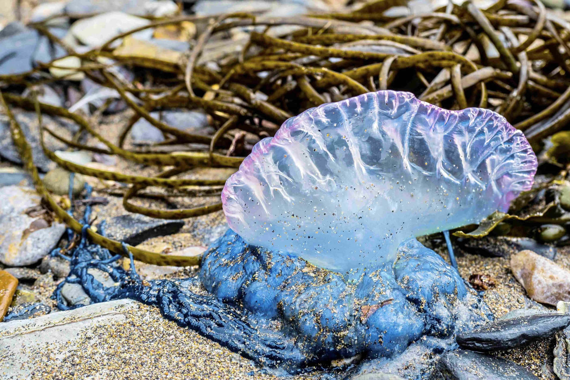 Portugese Man O' War Aan De Kust Achtergrond