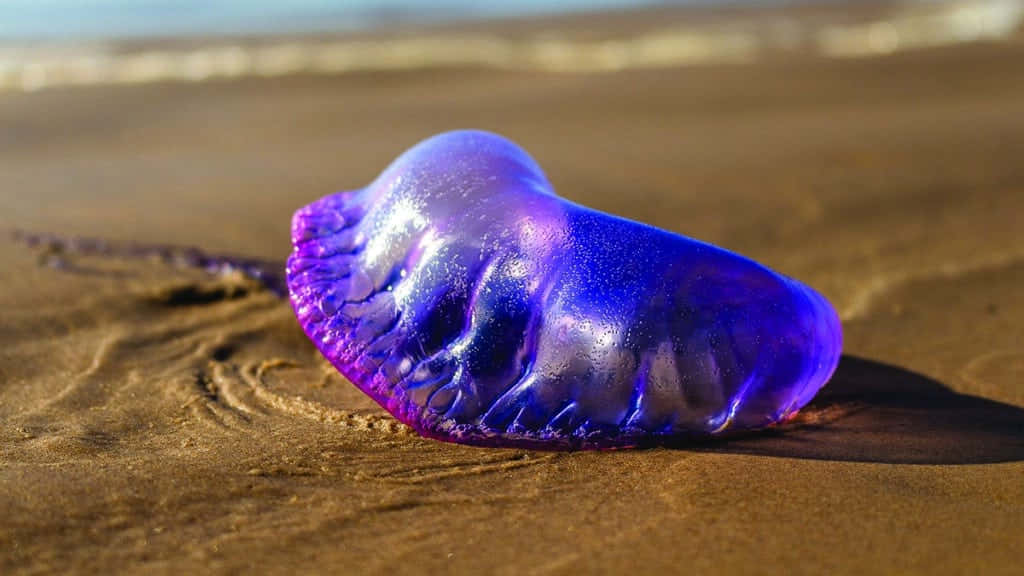 Portugisisk Manet På Stranden Bakgrunnsbildet