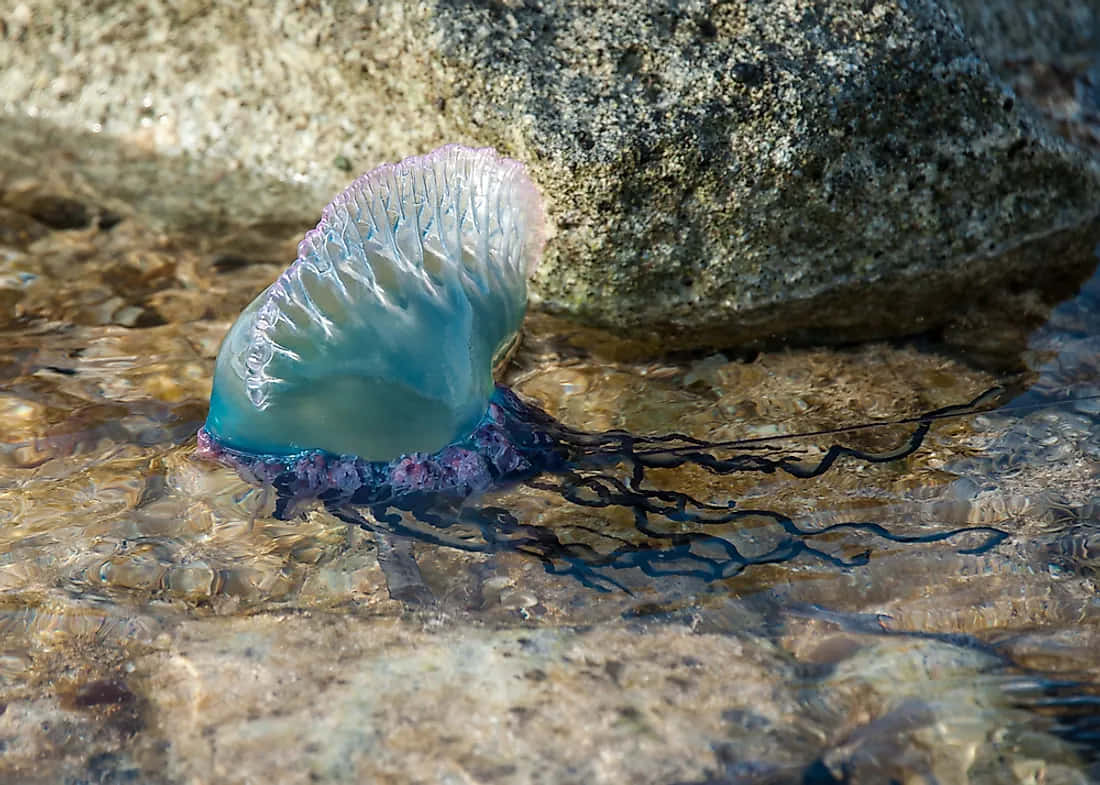 Portugese Man O' War Aan Land Achtergrond