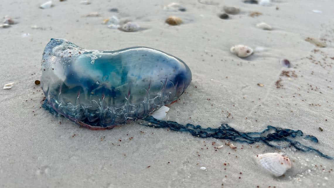 Portugese Man O' War Aangespoeld Achtergrond