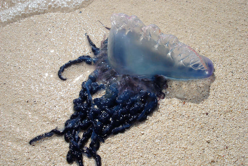 Portugisisk Manet Beached Bakgrunnsbildet