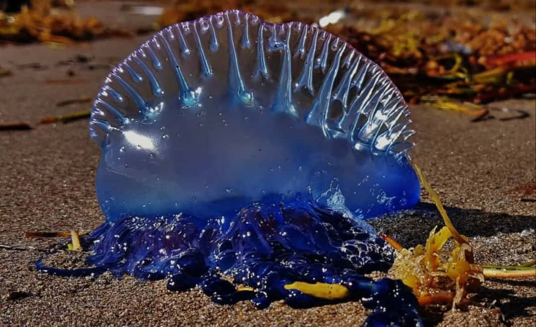 Portugese Man O' War Aangespoeld Achtergrond