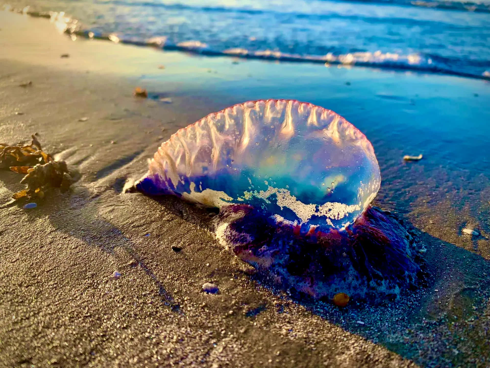 Portugese Man O' War Gestrand Bij Zonsondergang Achtergrond