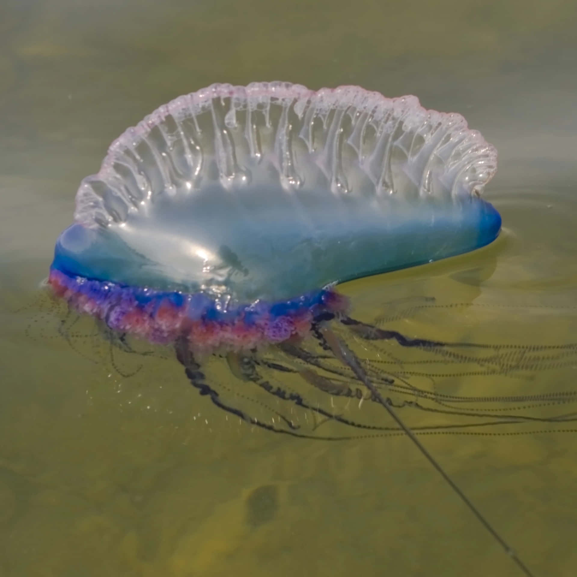 Portugese Man O' War Drijvend Achtergrond