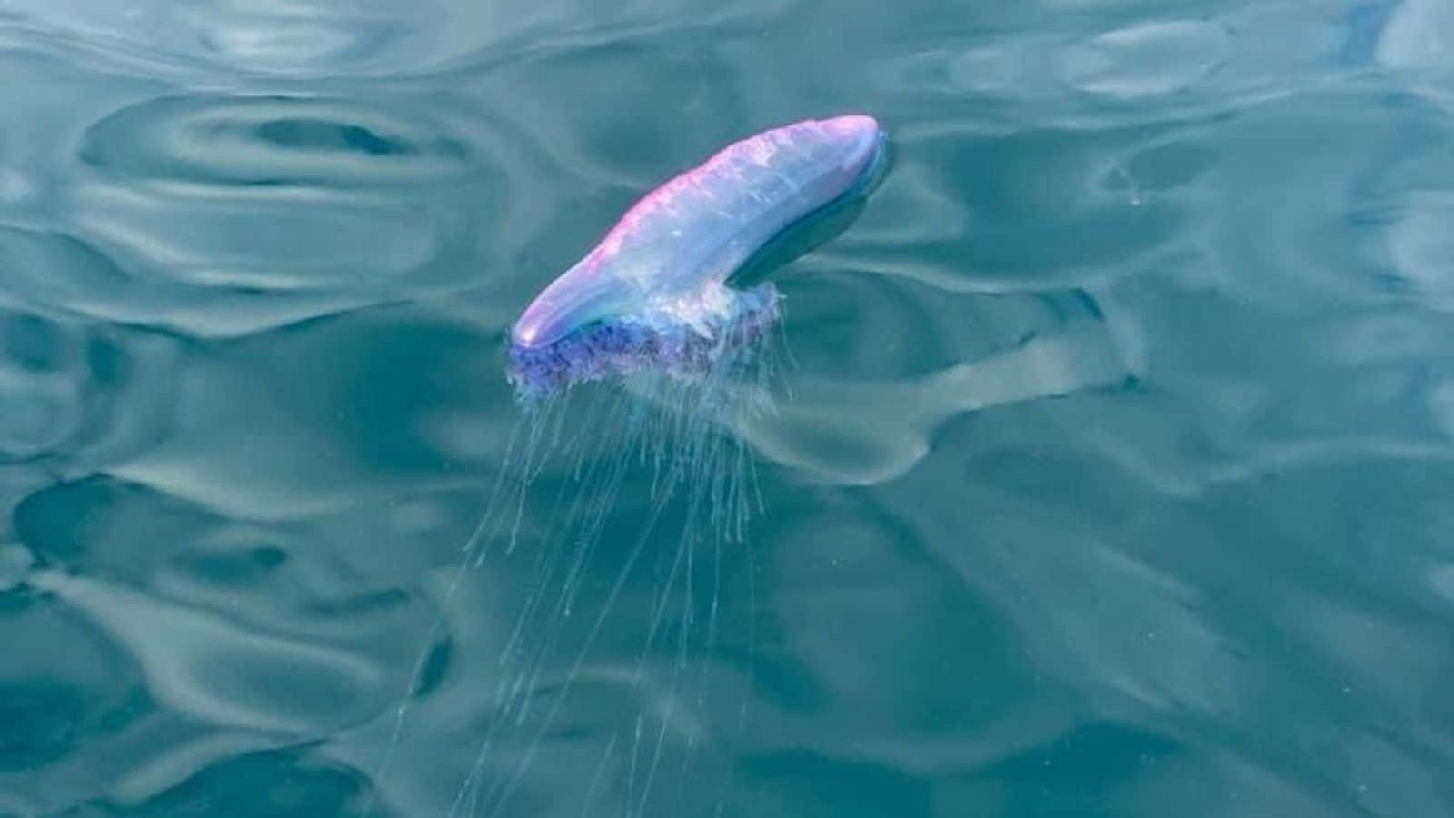 Portugese Man O' War Drijvend Achtergrond