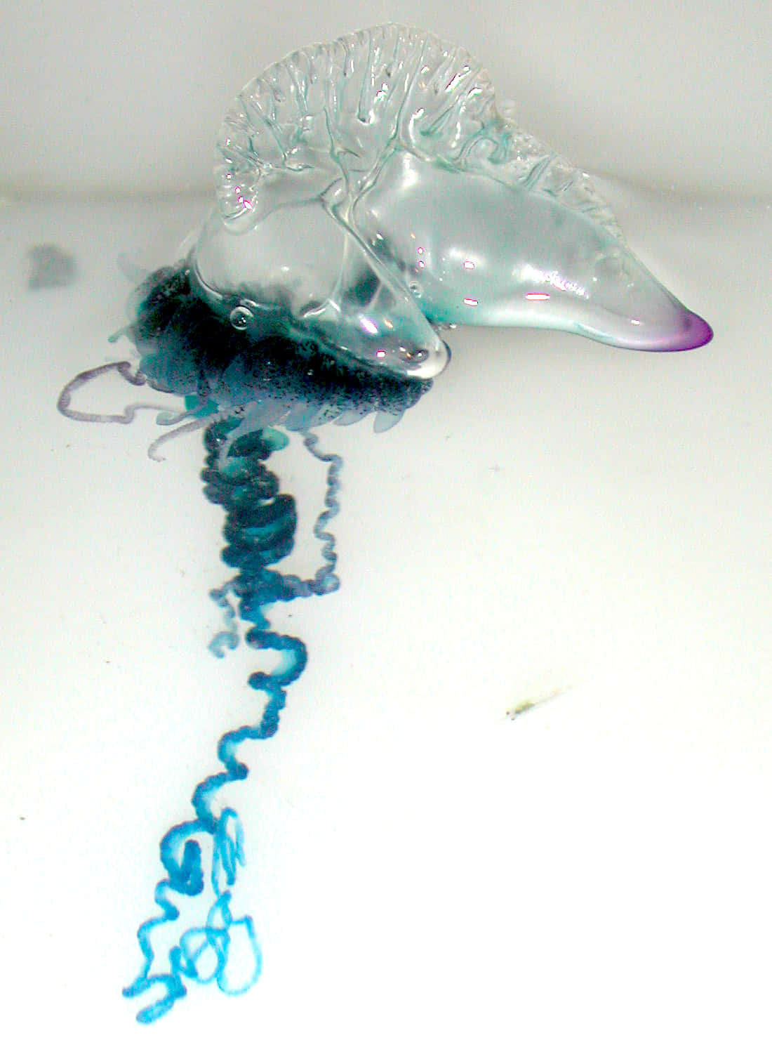 Portuguese Man O War Marine Life Wallpaper