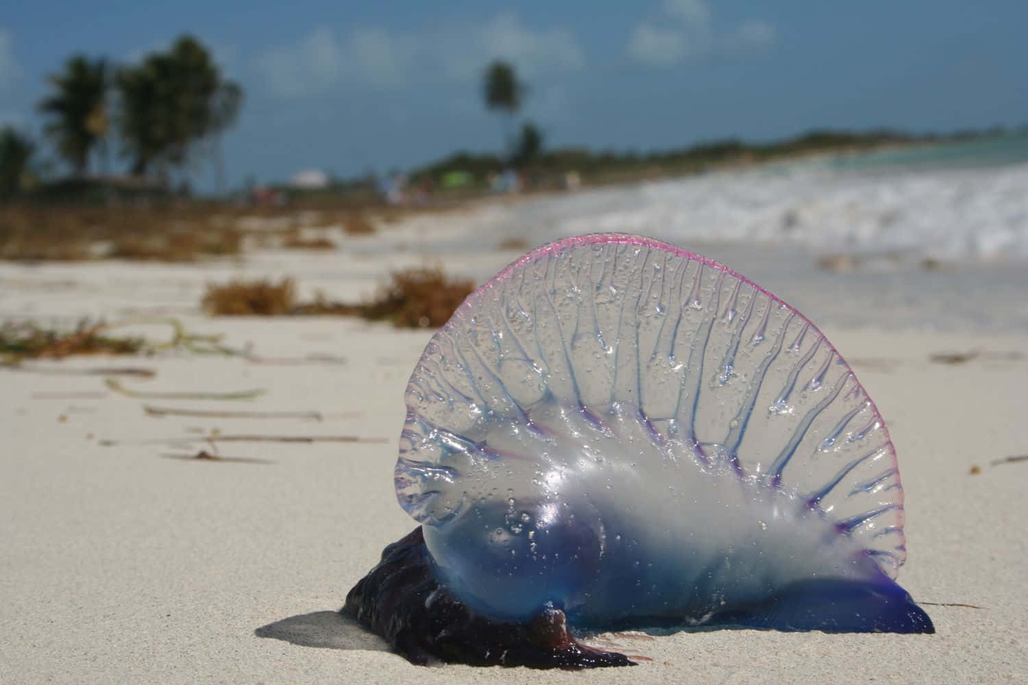 Portugese Man O' War Op Strand Achtergrond