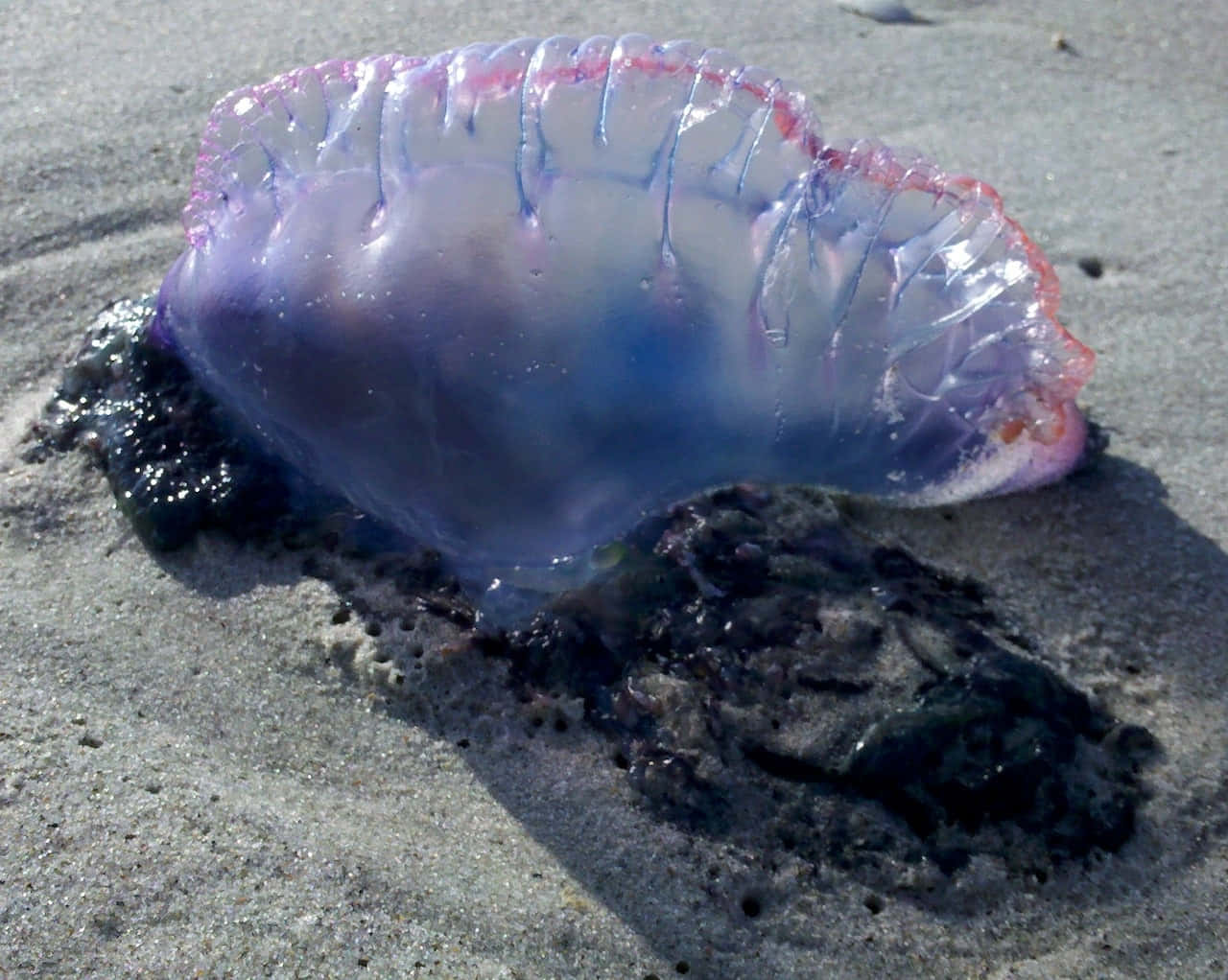 Portugese Man O' War Op Zand Achtergrond