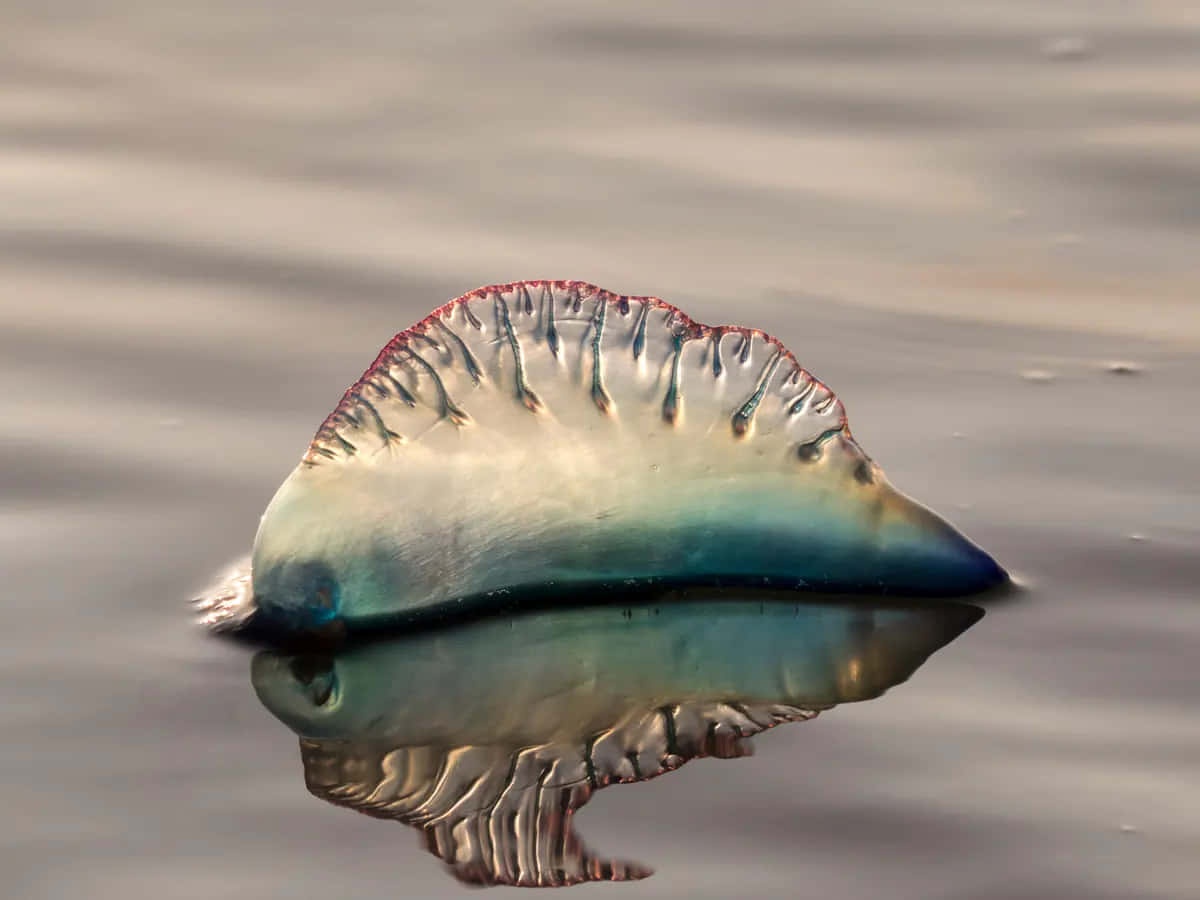 Refleksi Portuguese Man O War Wallpaper