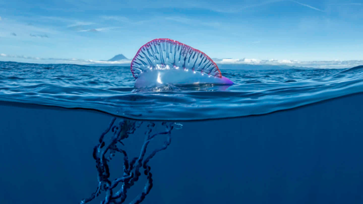 Portugese Man O' War Zeilend Op De Oceaan Achtergrond