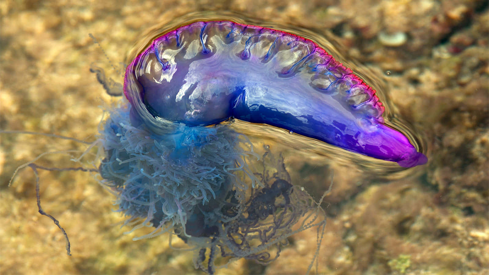 Portugese Man O' War Ondiep Water Achtergrond