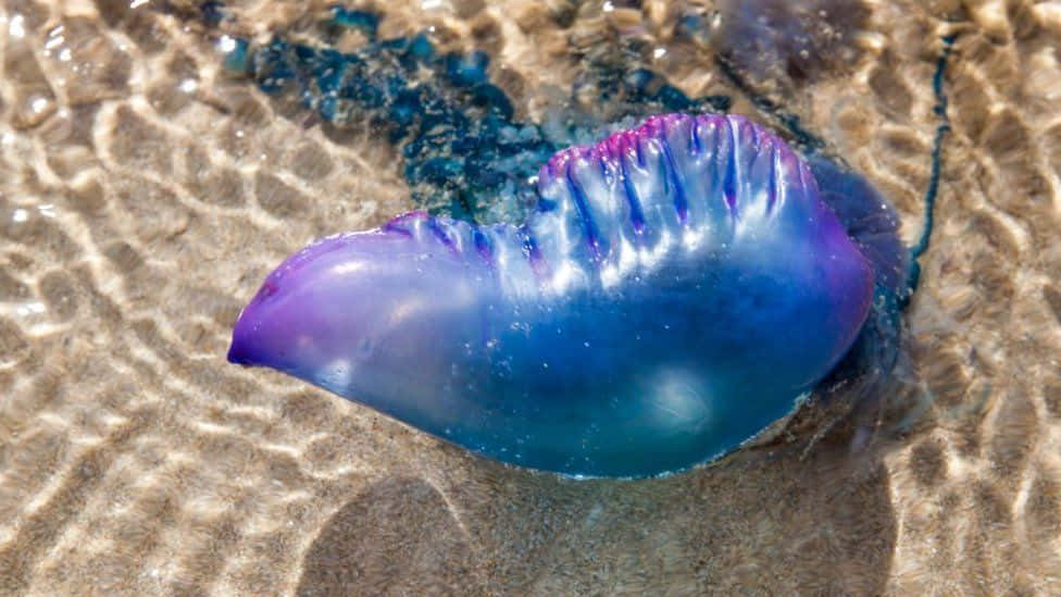 Man O' War Portugis Di Garis Pantai Wallpaper