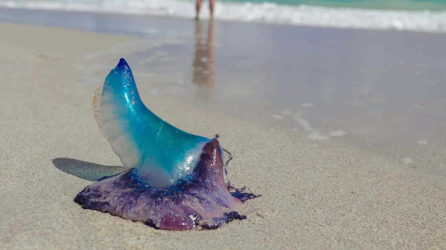 Portugese Man O' War Gestrand Op Het Strand Achtergrond