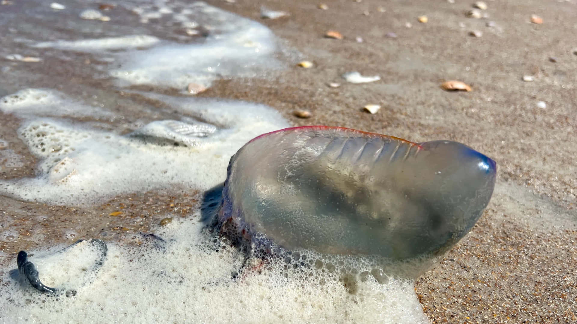 Portugese Man O' War Gestrand Op Strand Achtergrond