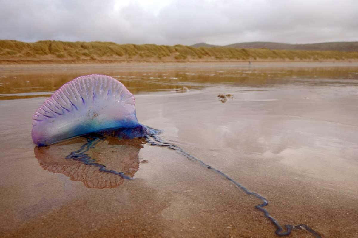 Portugese Man O War Gestrand Op Strand Achtergrond