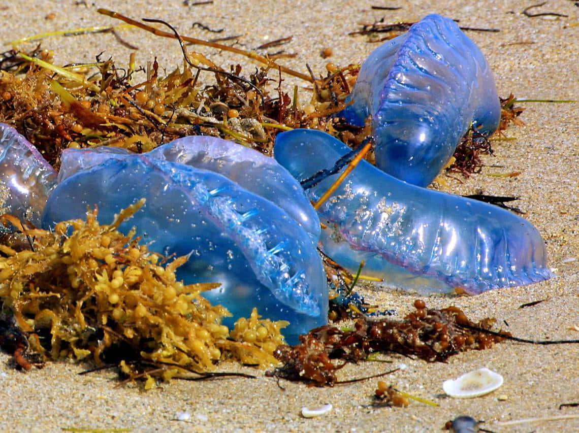 Portugese Man Oor Stranded Op Strand Achtergrond