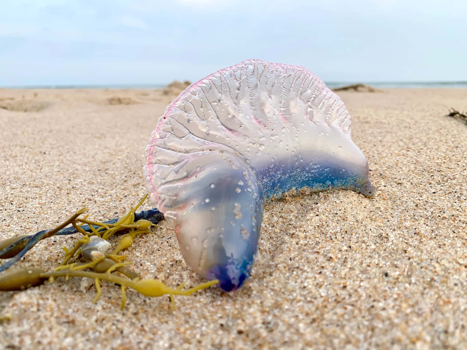 Portugese Man O' War Aangespoeld Op Strand Achtergrond