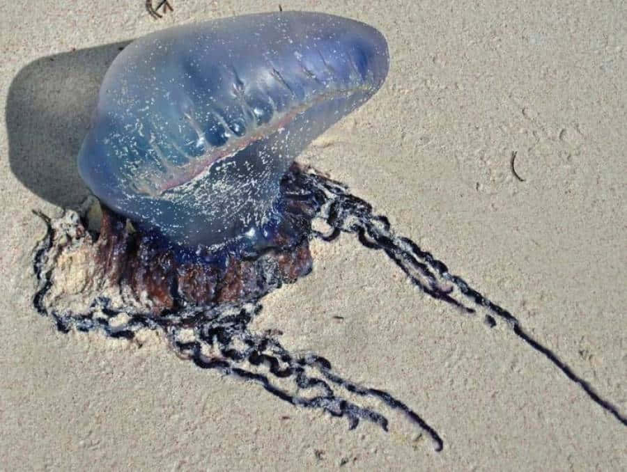 Portugese Man O' War Gestrand Op Strand Achtergrond