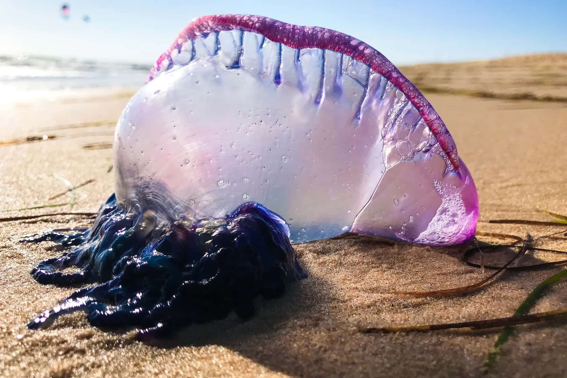 Portugese Man O' War Aangespoeld Op Strand Achtergrond