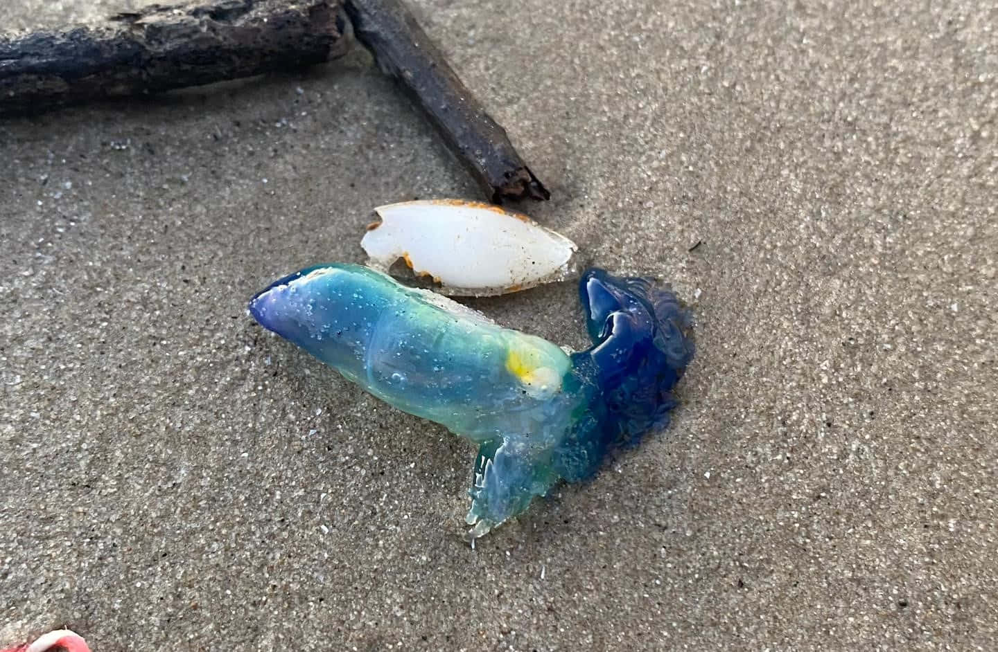 Portugese Man O' War Aangespoeld Op Strand Achtergrond