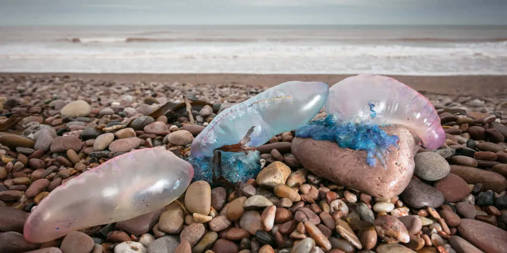 Portugese Man O' War Gestrand Op Kiezelstrand Achtergrond