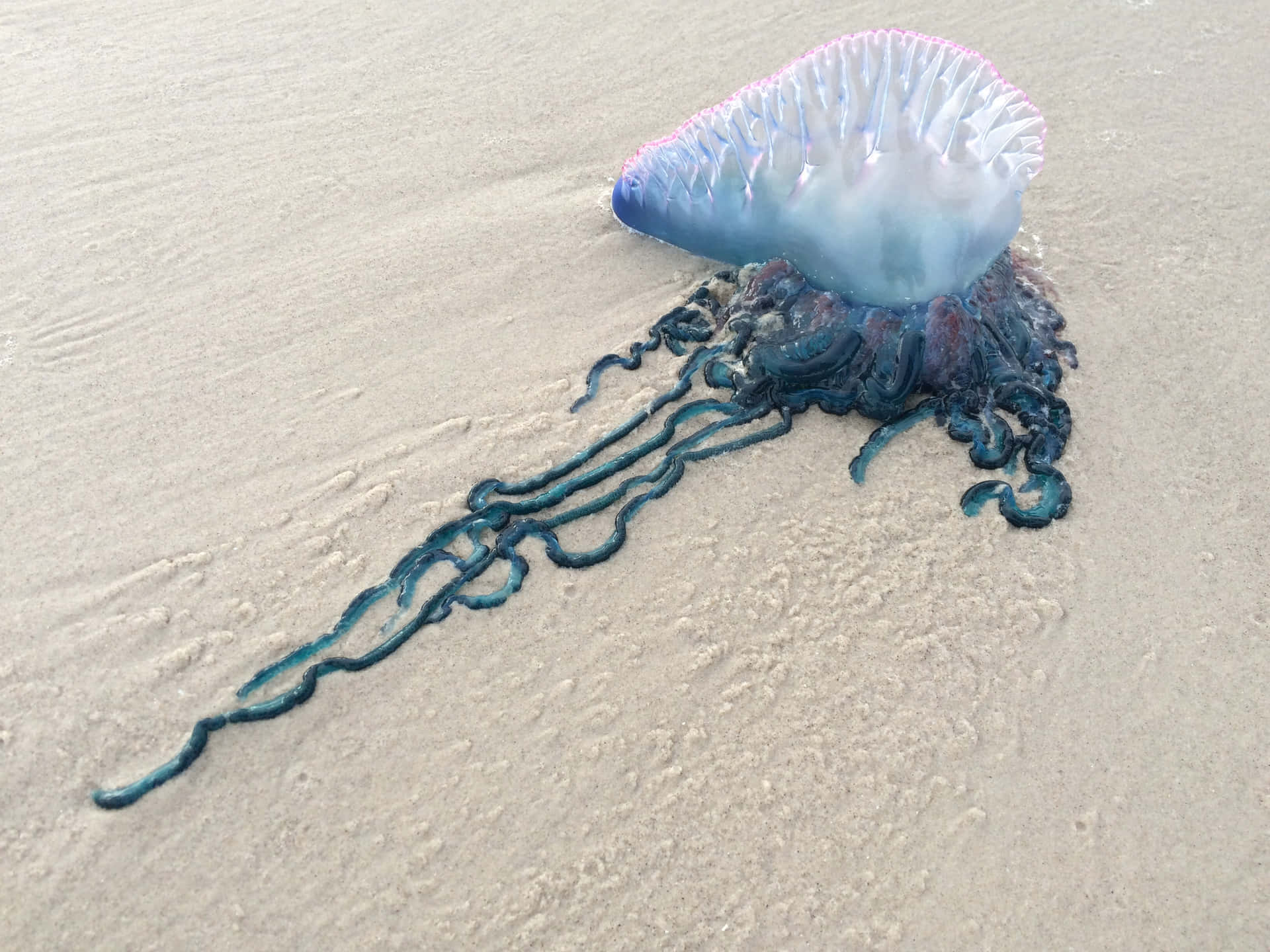 Portugisisk Man O War Strandet På Sand Bakgrunnsbildet