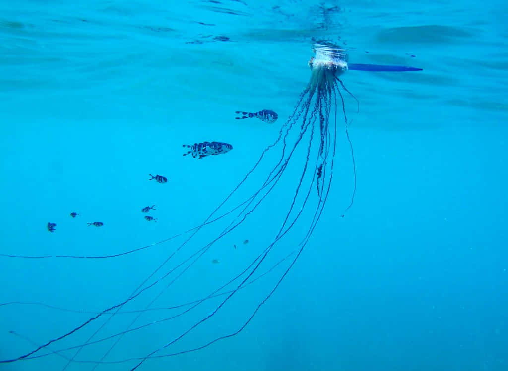 Portuguese Man O War Underwater Wallpaper