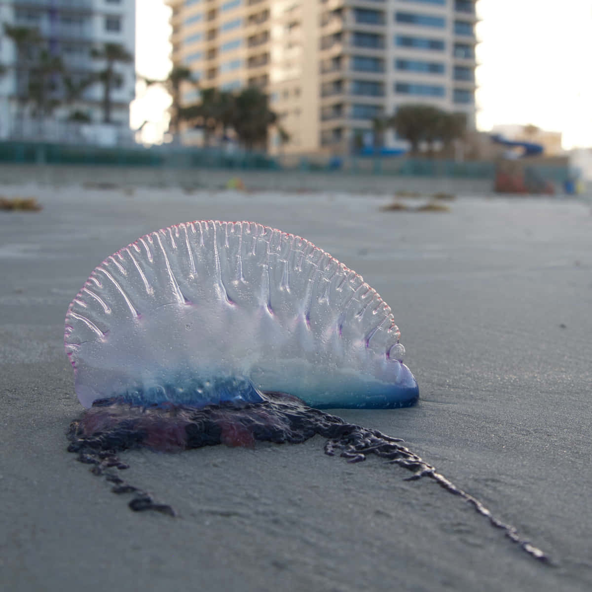 Portugisisk Man O War På Stranden Bakgrunnsbildet