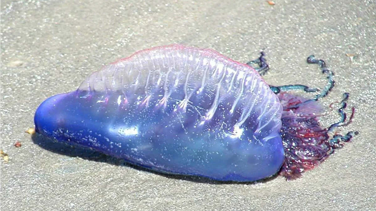 Portuguese Man O War Di Pantai Wallpaper