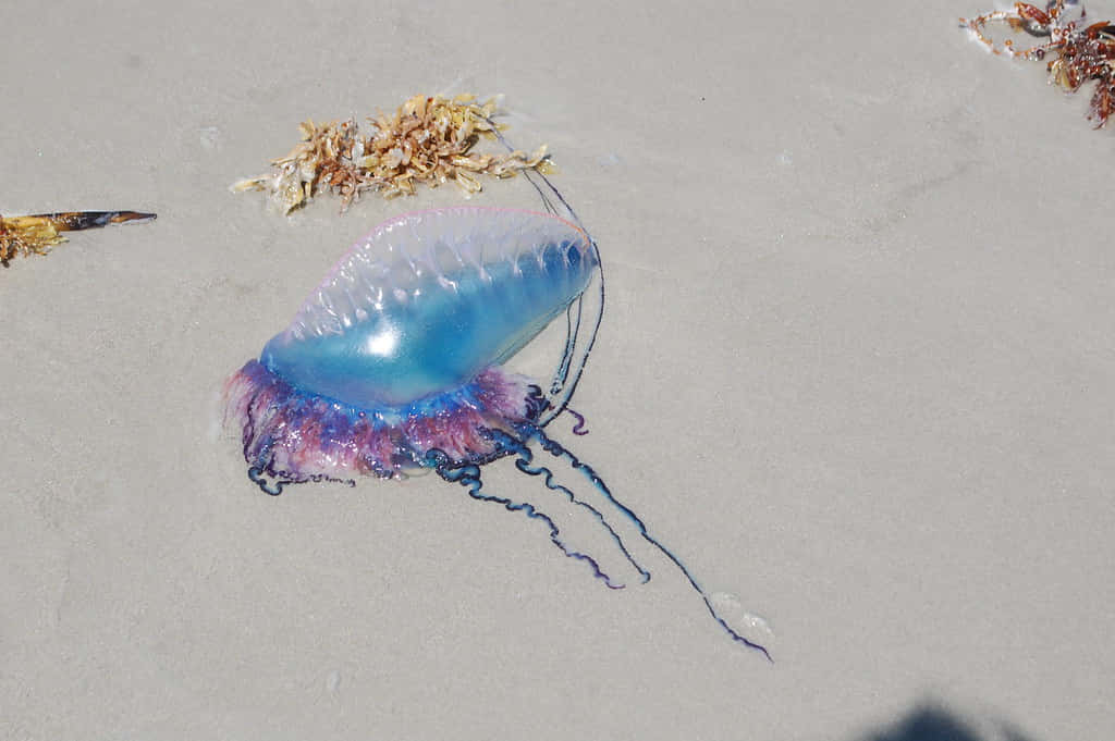 Portugese Man O' War Op Zand Achtergrond