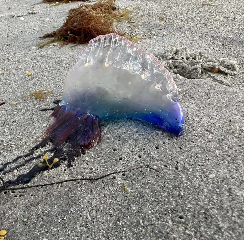 Portugese Man O' War Op Zand Achtergrond