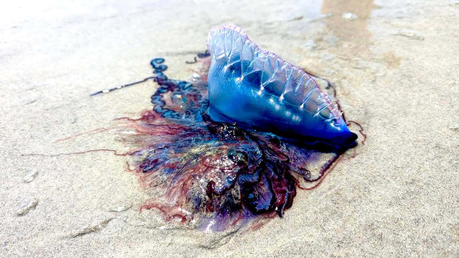 Portugese Man O' War Op Zand Achtergrond