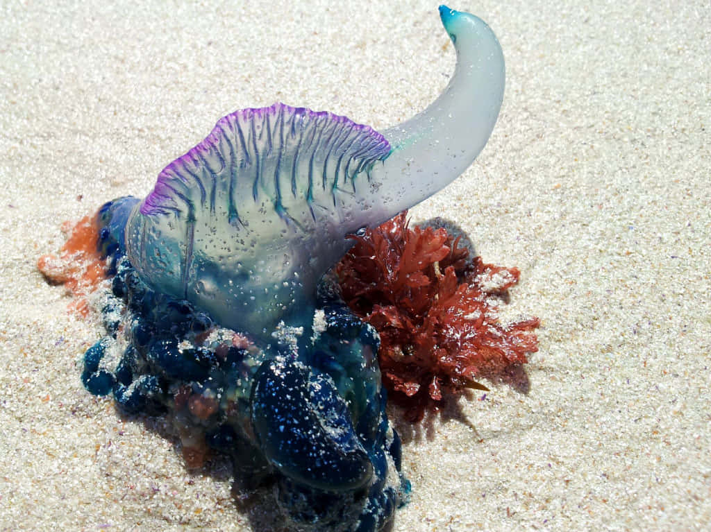 Portugese Man O' War Op Zand Achtergrond