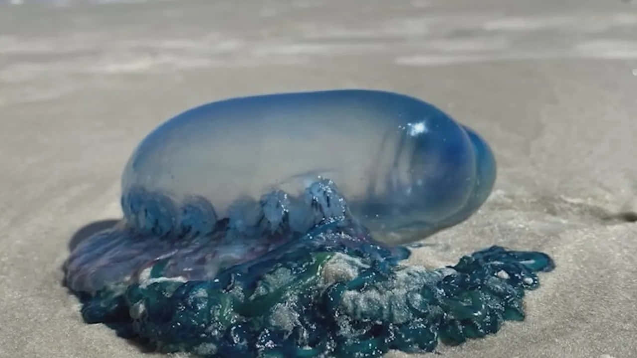 Portugese Man O' War Op Zand Achtergrond