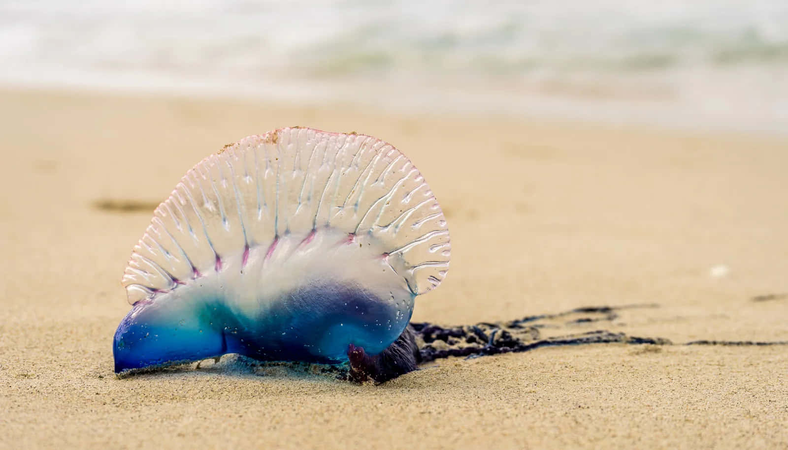 Portugese Man O' War Op Zand Achtergrond