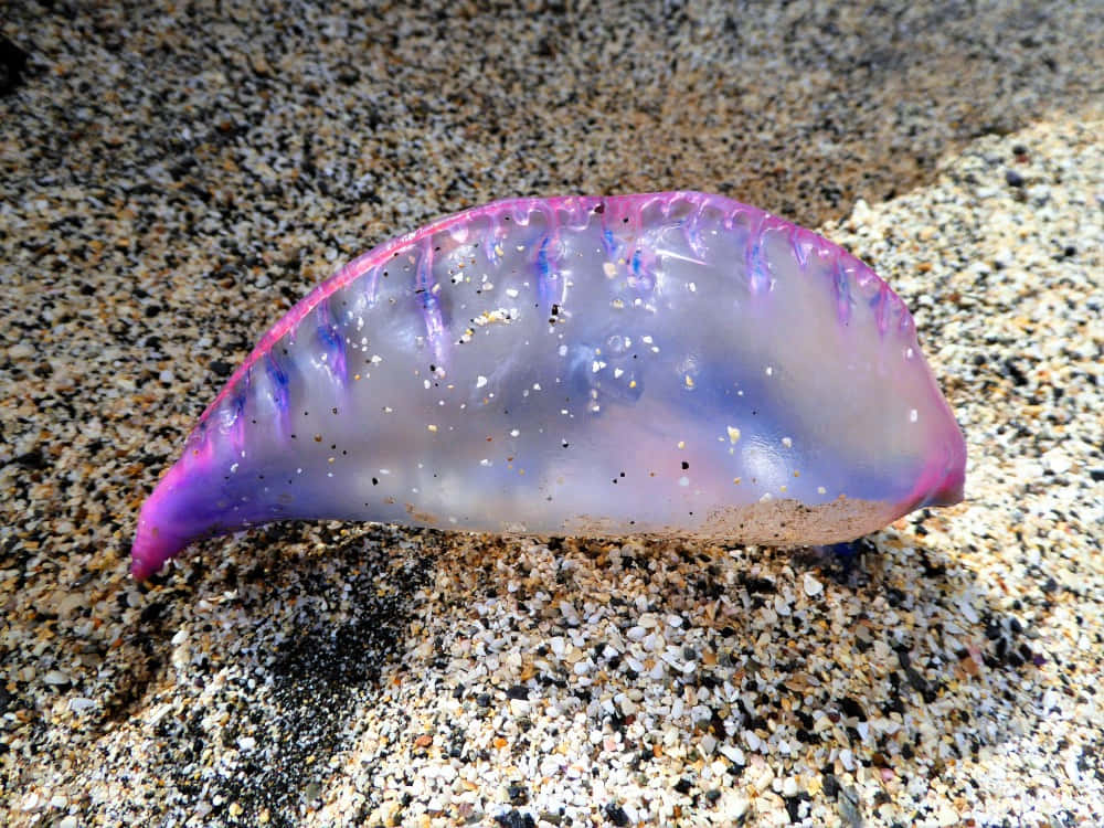 Portugese Man O' War Op Zand Achtergrond