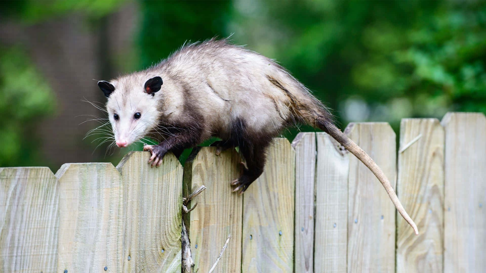Possum On Fence Woodland Explorer.jpg Wallpaper