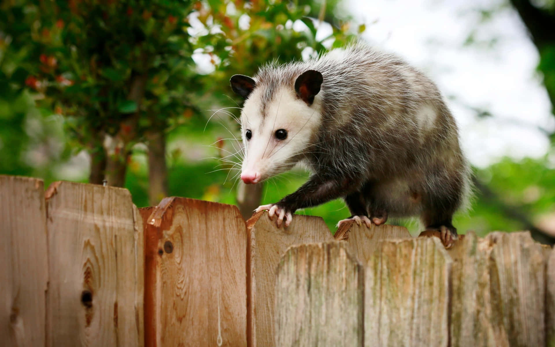 Possum On Fence Wallpaper