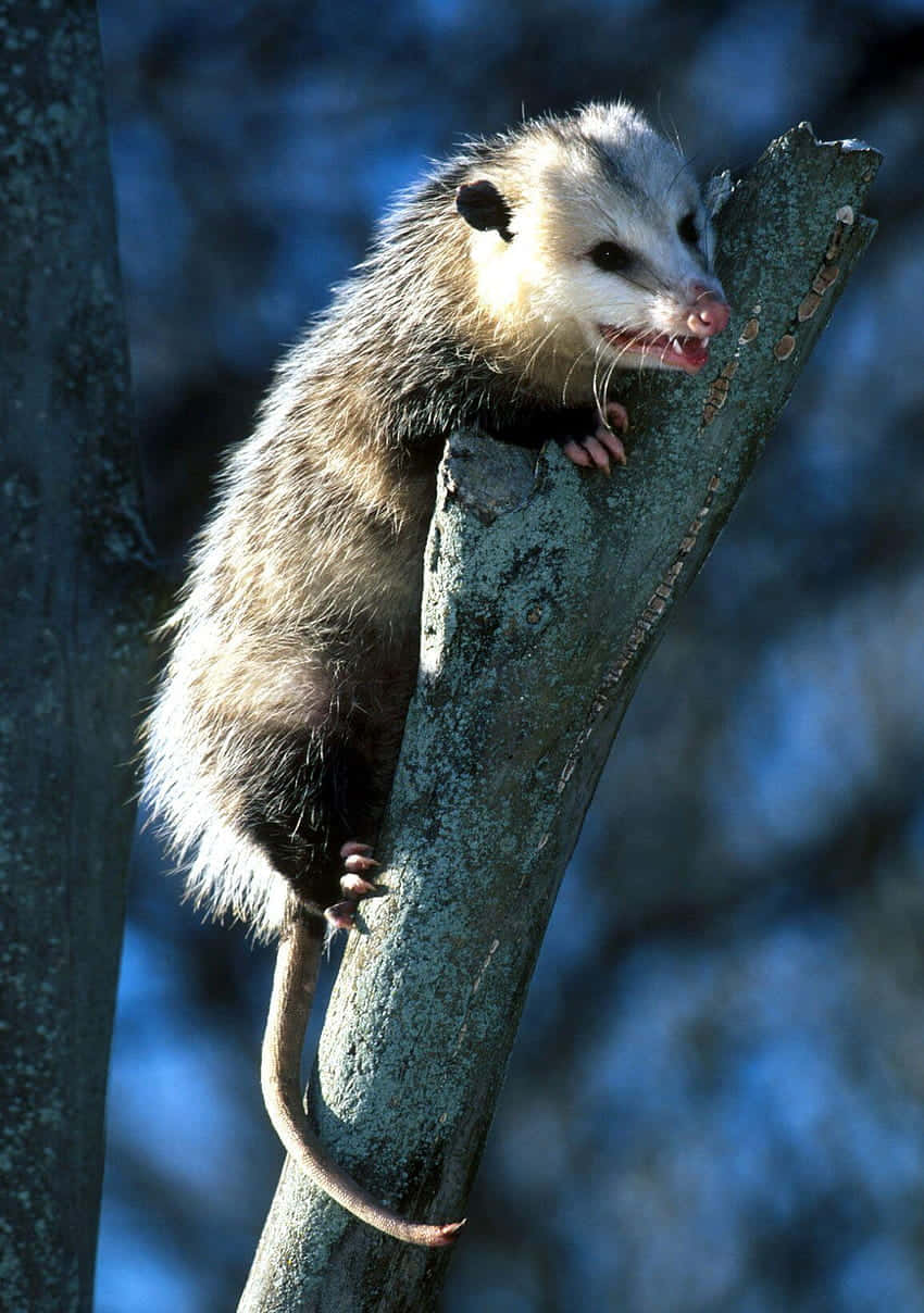Possum Perchedin Tree Wallpaper