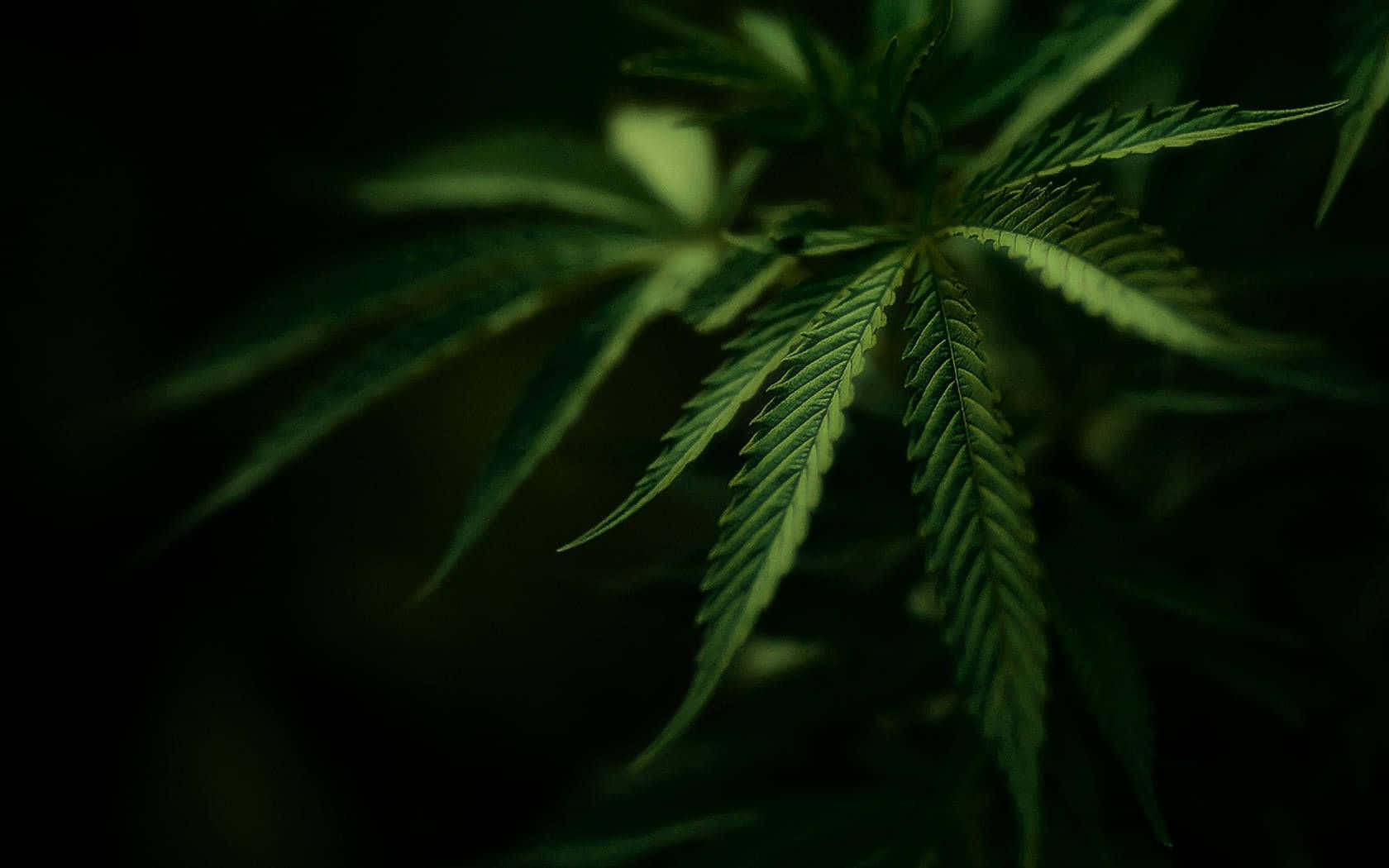A close-up photo of a vibrant, green marijuana leaf
